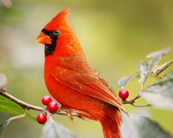 Beautiful RED CARDINAL Glossy 8x10 or 11x14 Photo Bird Print Wildlife Poster