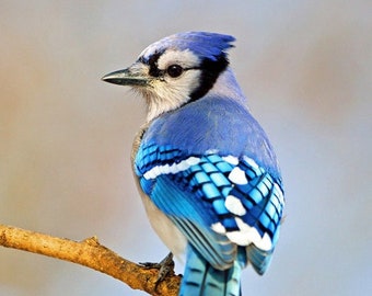 Beautiful BLUE JAY Glossy 8x10 or 11x14 Photo Bird Print Wildlife Poster