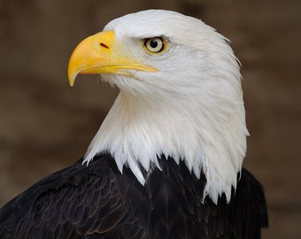 American BALD EAGLE Glossy 8x10, 11x14 or 16X20 Photo Animal Print Bird Poster