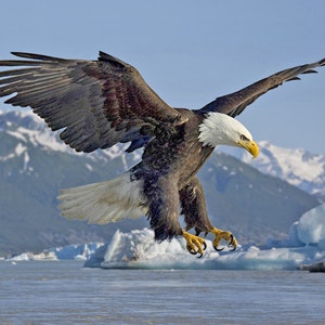 American BALD EAGLE Brillante 8x10, 11x14 o 16X20 Foto Animal Print Bird Poster
