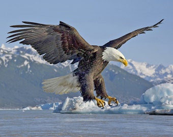 American BALD EAGLE Glossy 8x10, 11x14 or 16X20 Photo Animal Print Bird Poster