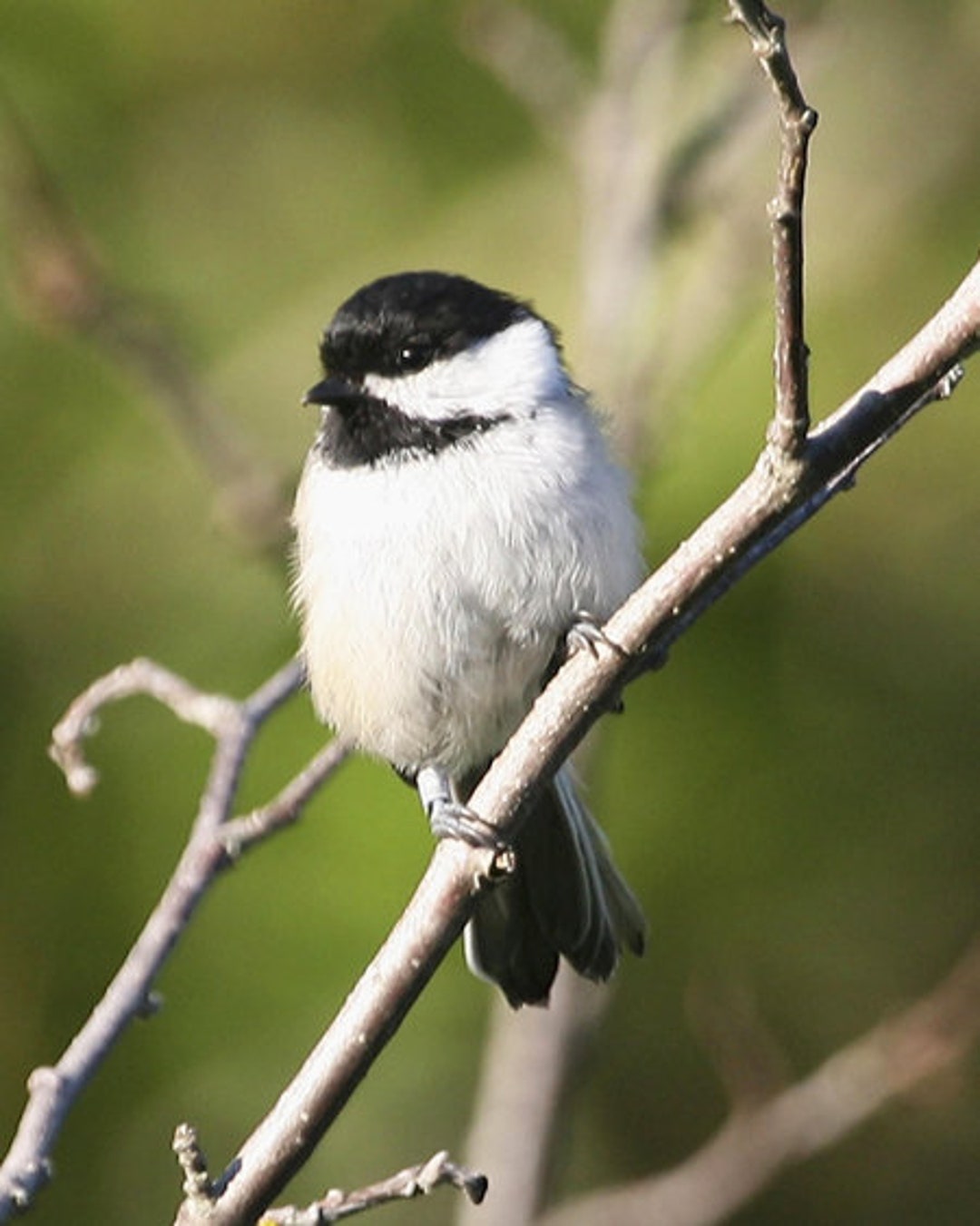Beautiful BLACK-CAPPED CHICKADEE Glossy 8x10 or 11x14 Photo Bird Print ...