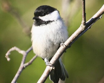 Beautiful BLACK-CAPPED CHICKADEE Glossy 8x10 or 11x14 Photo Bird Print Wildlife Poster