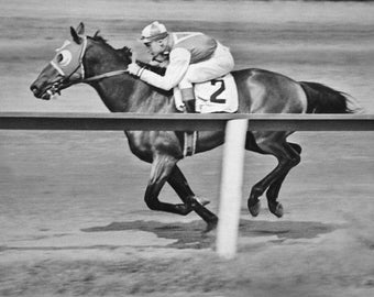 Champion Race Horse SEABISCUIT Glossy 8x10 Photo Print Poster