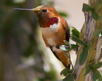 Birds/Nature