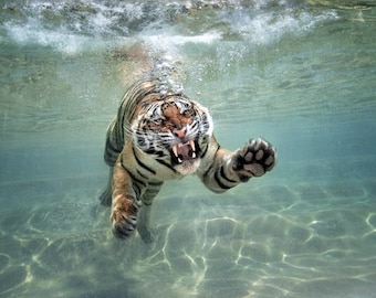 WILD TIGER underwater Glossy 8x10, 11x14 or 16X20 Photo Animal Print Bengal Poster