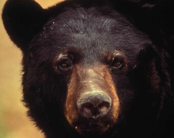 BLACK BEAR Glossy 8x10 or 11x14 Photo Animal Print Wildlife Poster