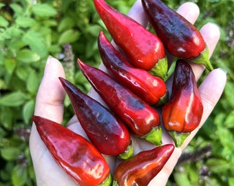 Variegated Jalapeno Pepper (12 Seeds)