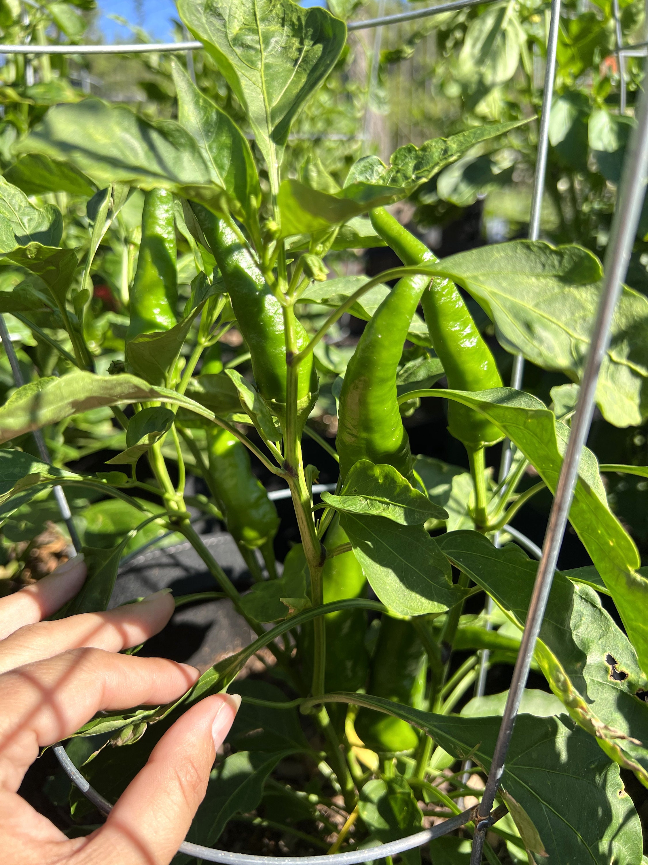 Hungarian Paprika Pepper 12 Seeds Etsy