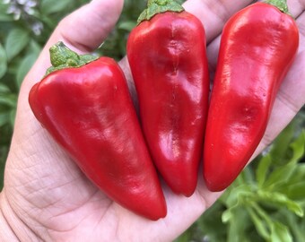 Leutschauer Paprika Pepper (12 Seeds)