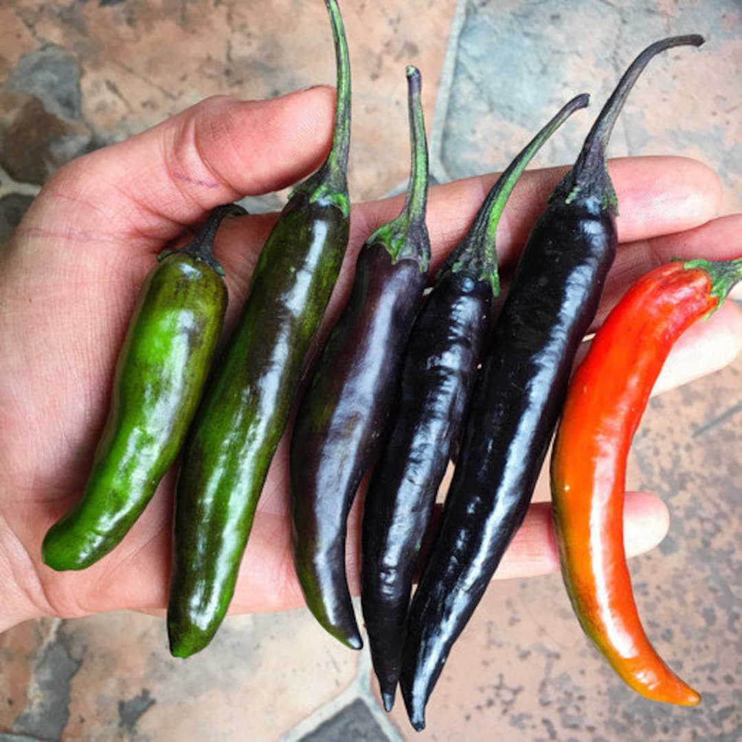 Murasaki Purple Pepper 12 Seeds Etsy