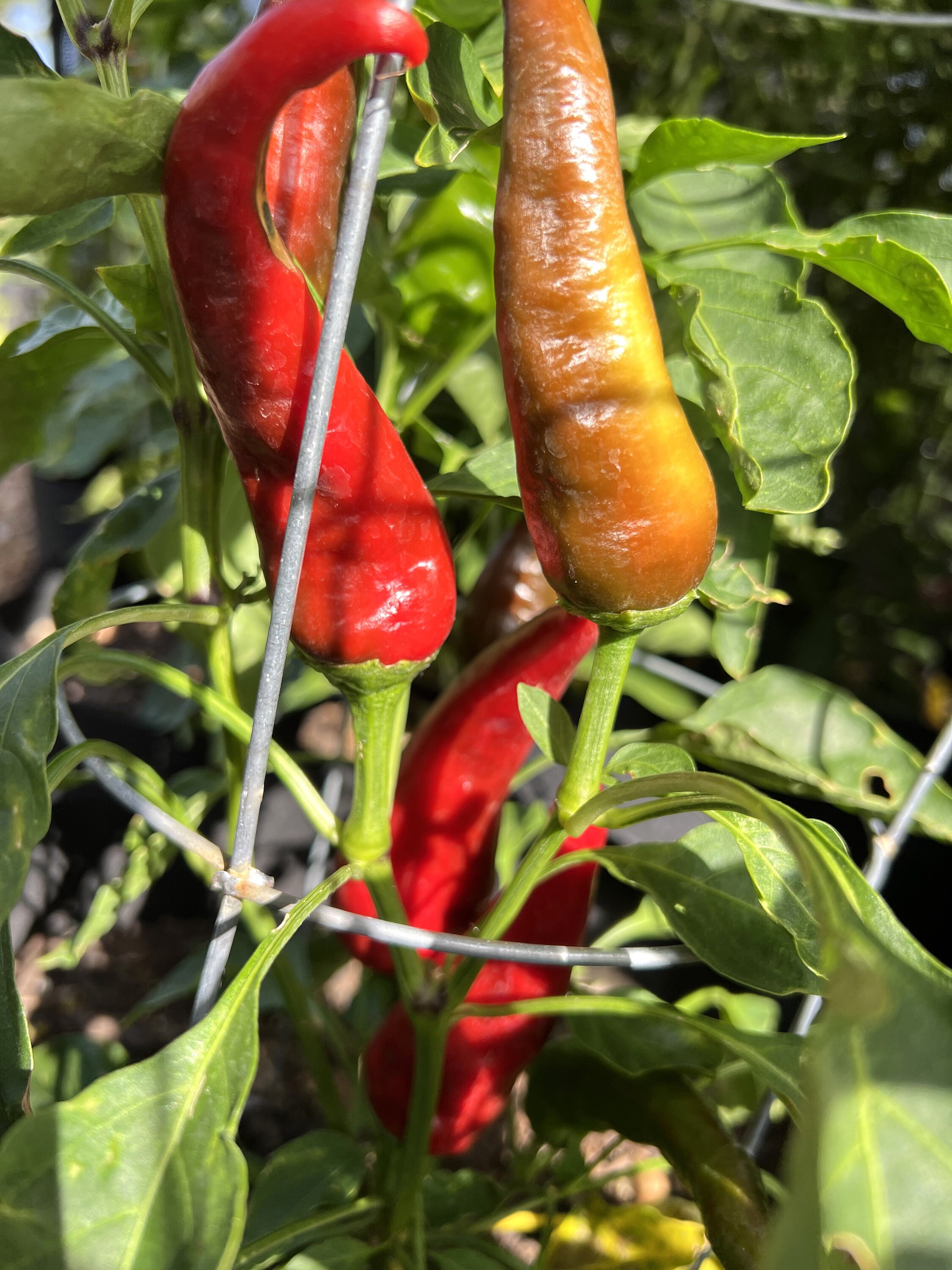 Hungarian Paprika Pepper 12 Seeds Etsy