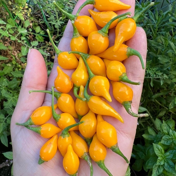 Biquinho Yellow Pepper (12 Seeds)