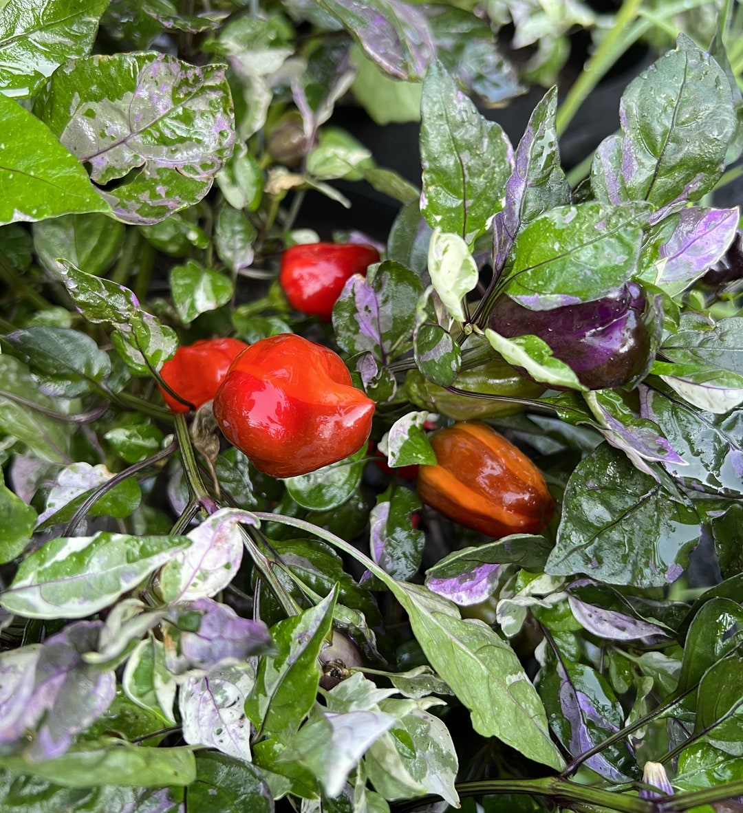 Scarlett Variegated Pepper 12 Seeds Etsy