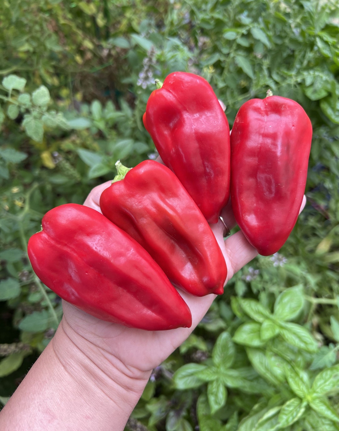 Sweet Heat Pepper 12 Seeds Etsy