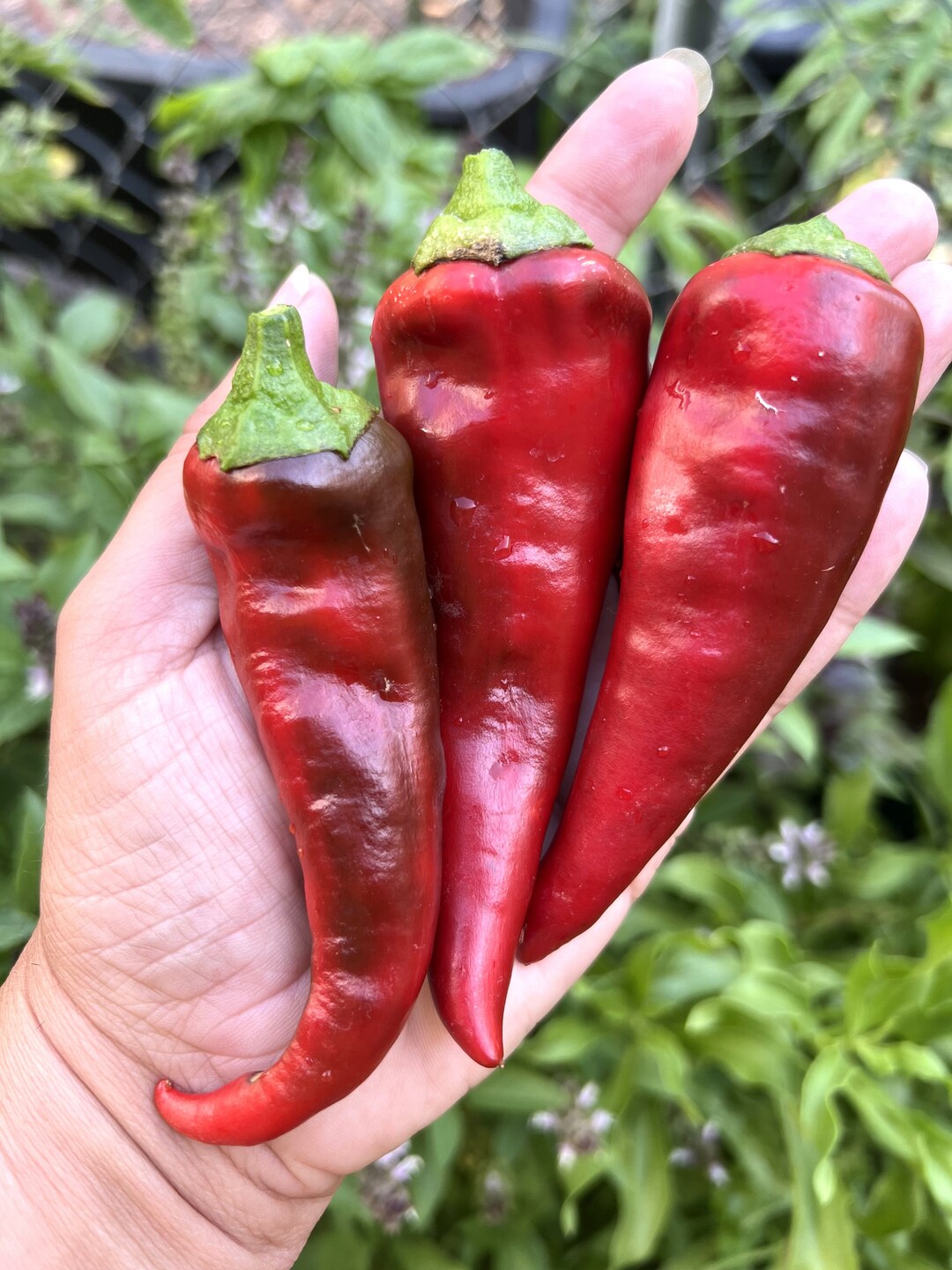 Hungarian Paprika Pepper 12 Seeds Etsy