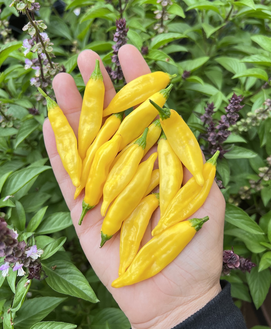 Aji Lemon Drop Aka Hot Lemon Pepper 12 Seeds Etsy