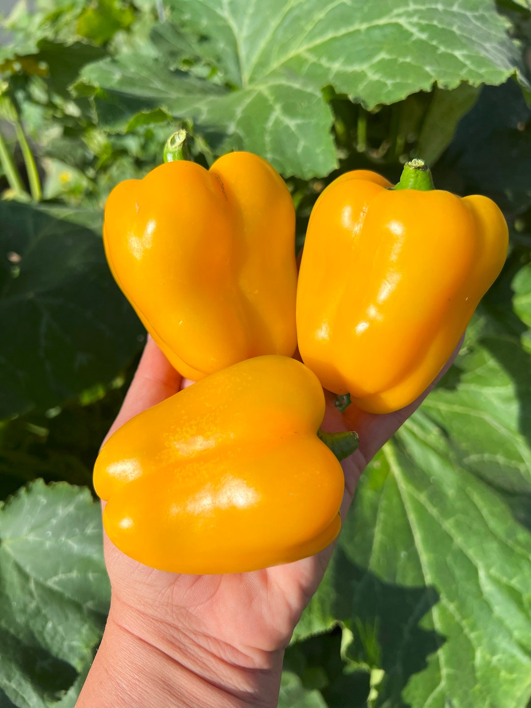Marta Polka Pepper 12 Seeds - Etsy