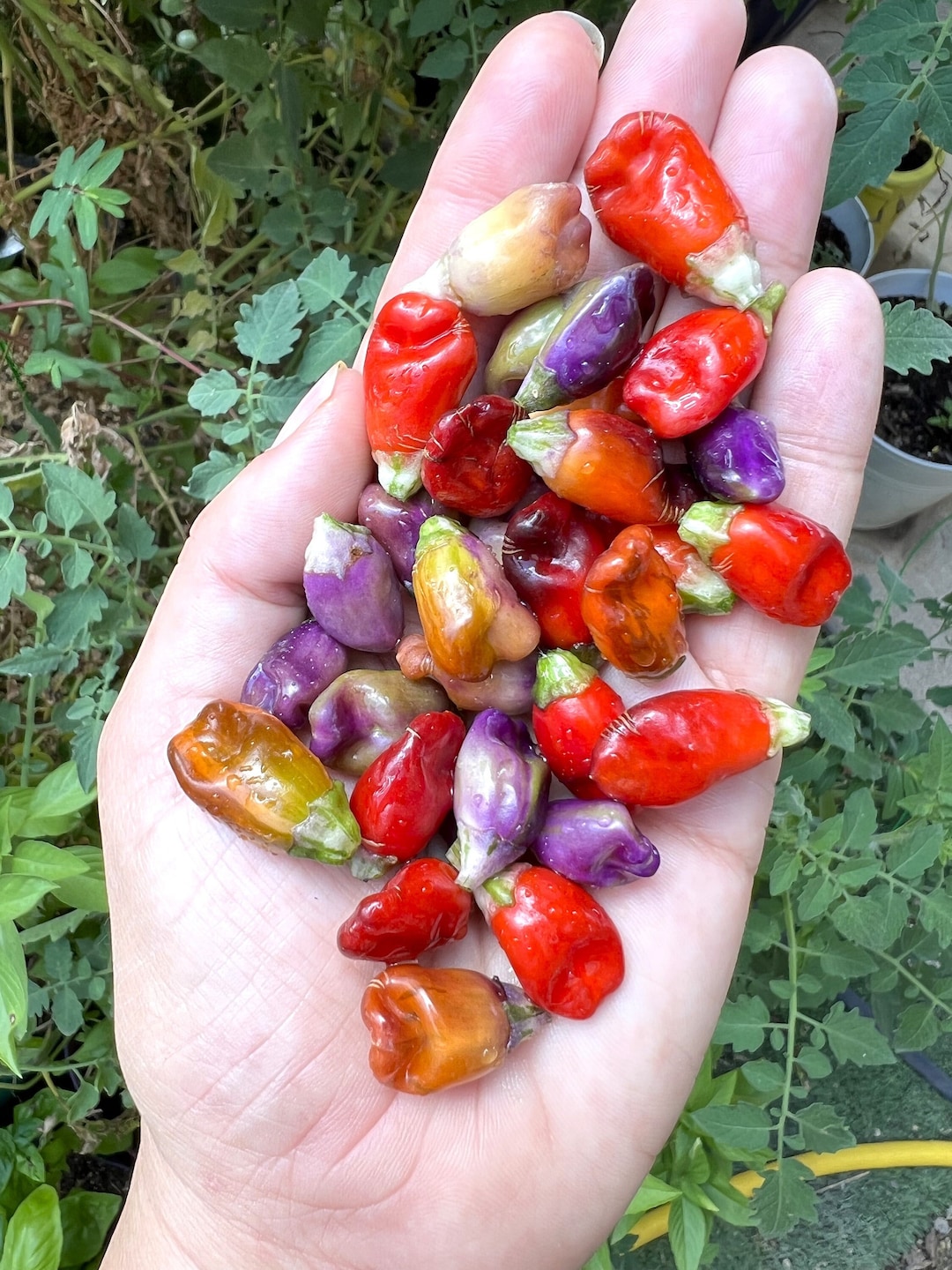 Jigsaw Pepper 12 Seeds Etsy