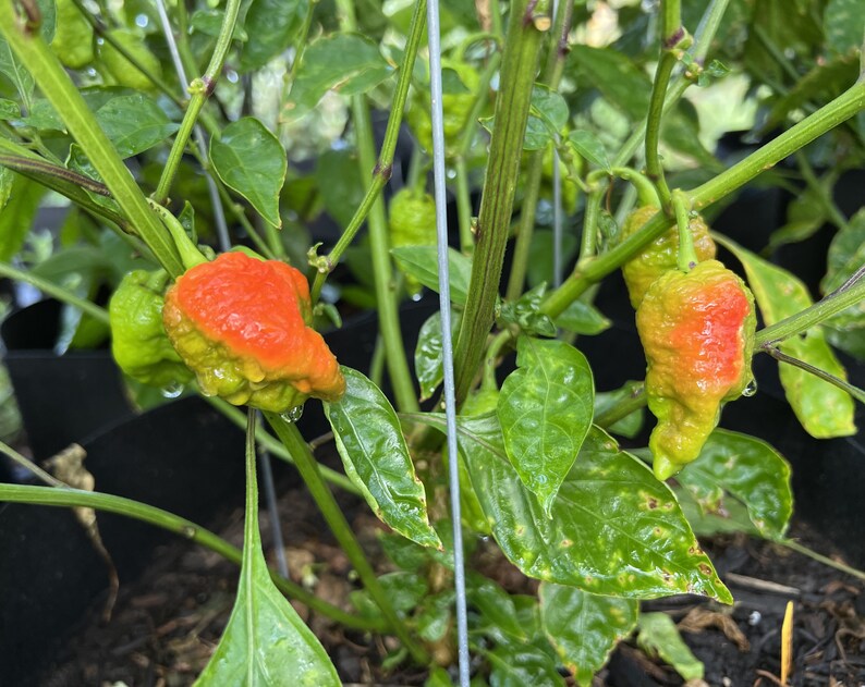 Death Spiral Pepper 12 Seeds Etsy