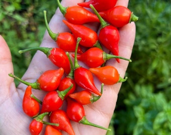 Biquinho Red aka Sweety Drop Pepper (12+ Seeds)