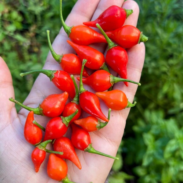 Biquinho Red aka Sweety Drop Pepper (12+ Seeds)