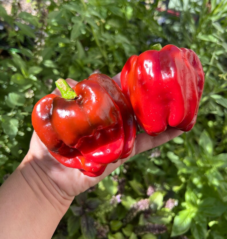 Antep Aci Dolma Pepper 12 Seeds Etsy