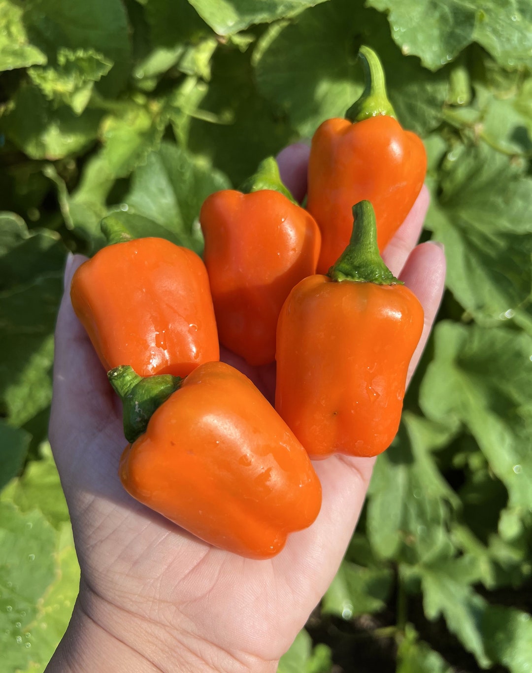 Orange Blaze Pepper 12 Seeds Etsy