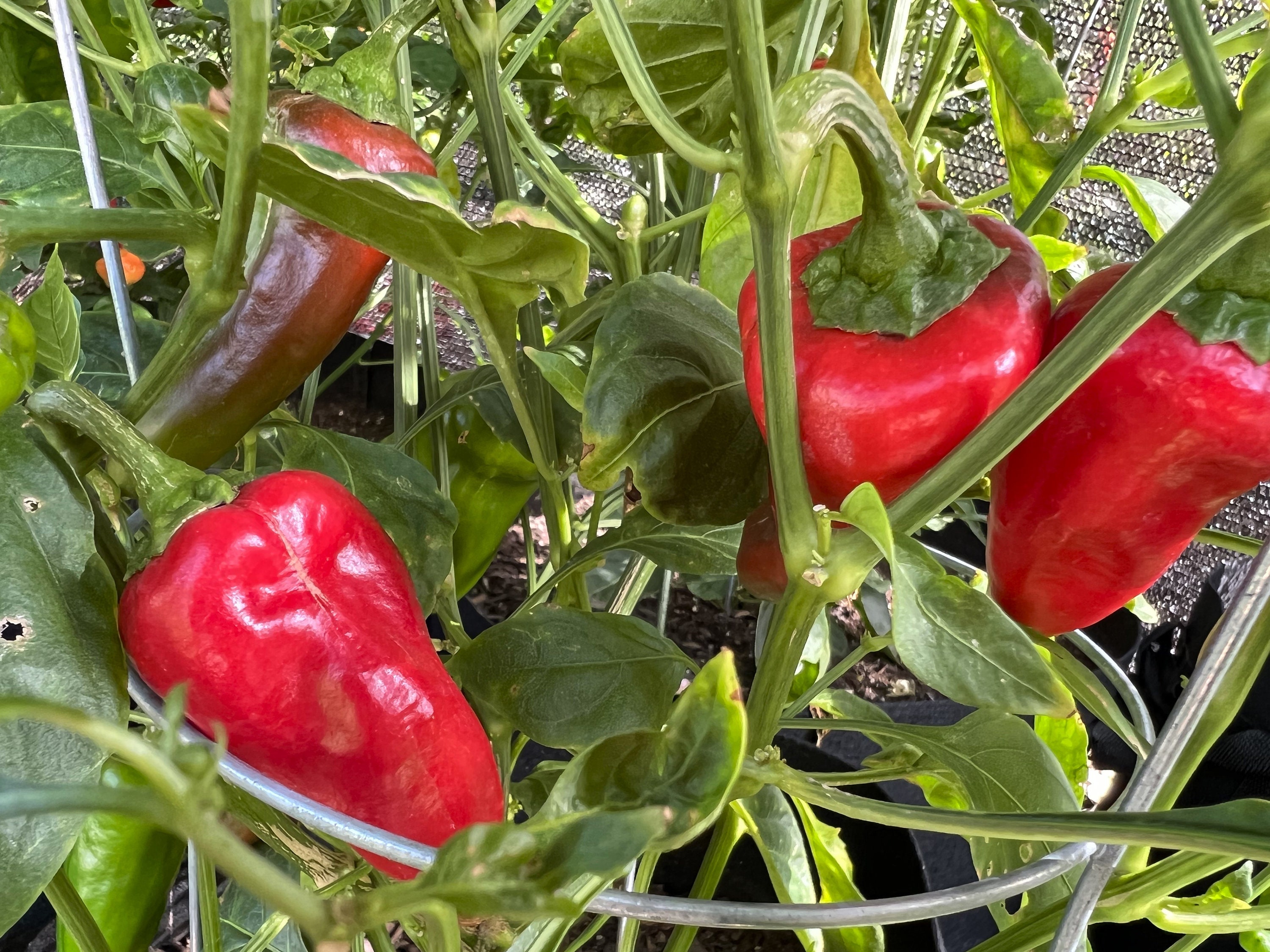 Leutschauer Paprika Pepper 12 Seeds Etsy