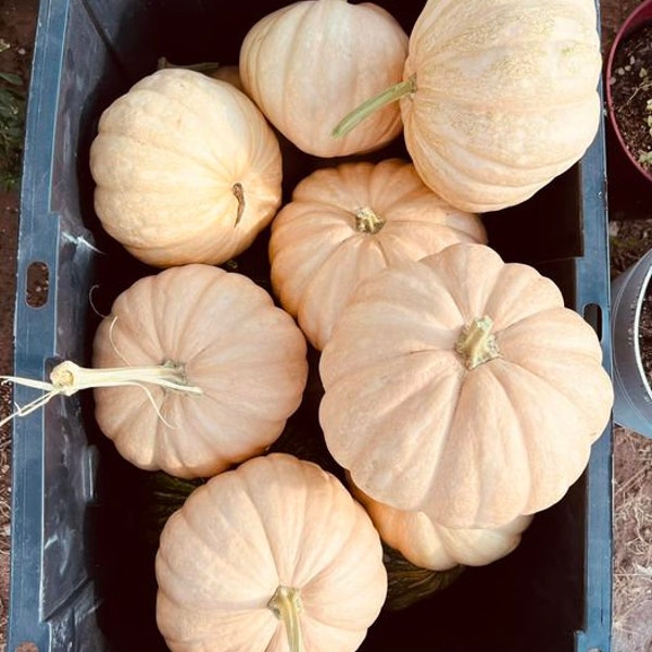 Seminole Pumpkin (12 Seeds)