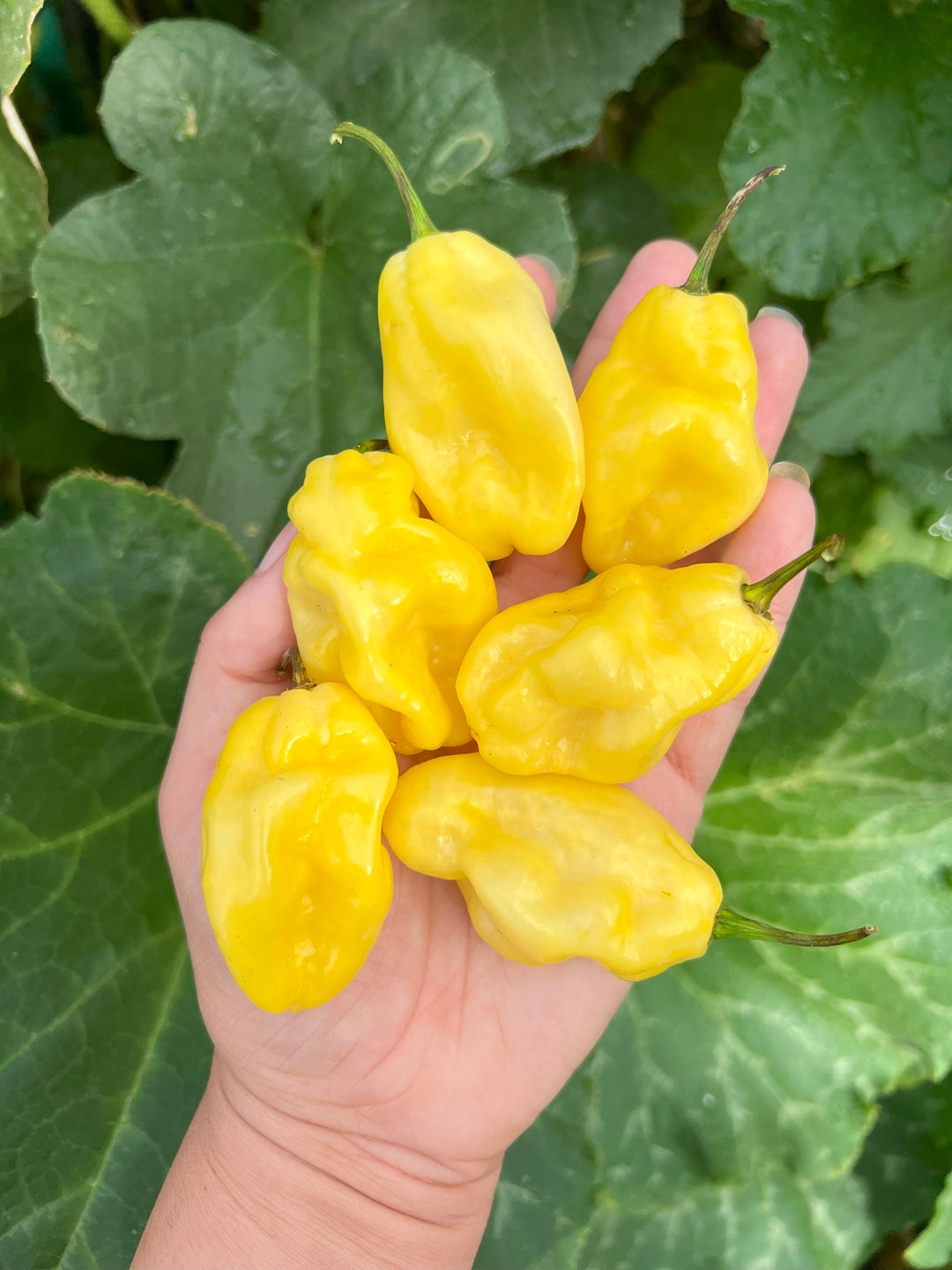 Pineapple Habanero Pepper 12 Seeds Etsy