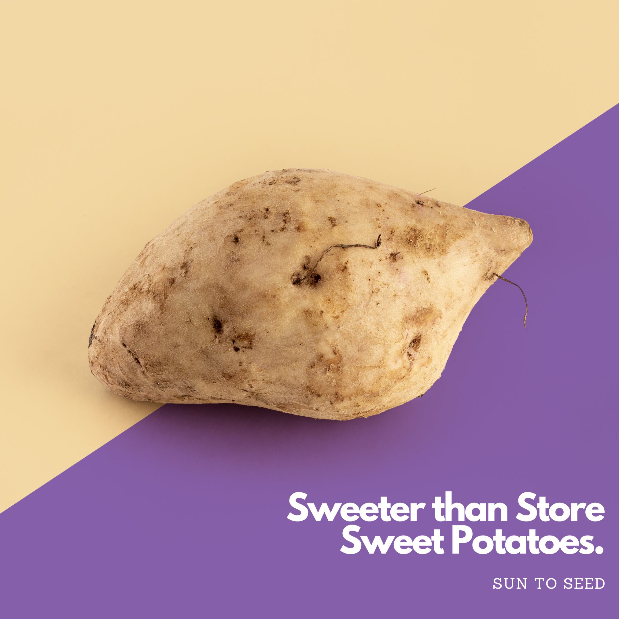 Okinawan Purple Sweet Potato Slips Naturally Grown 8 Slips Etsy