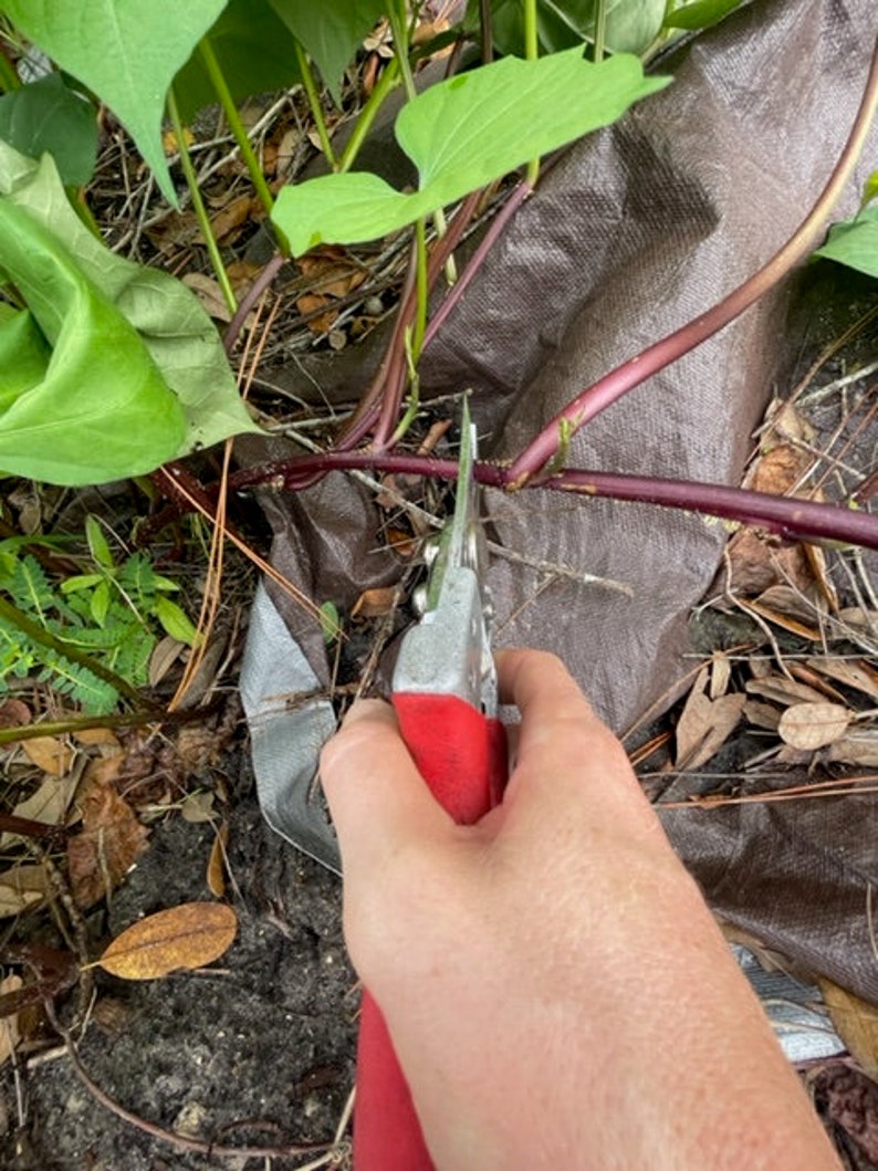 Home Grown Okinawan Sweet Potato Slips Natural 8 Etsy