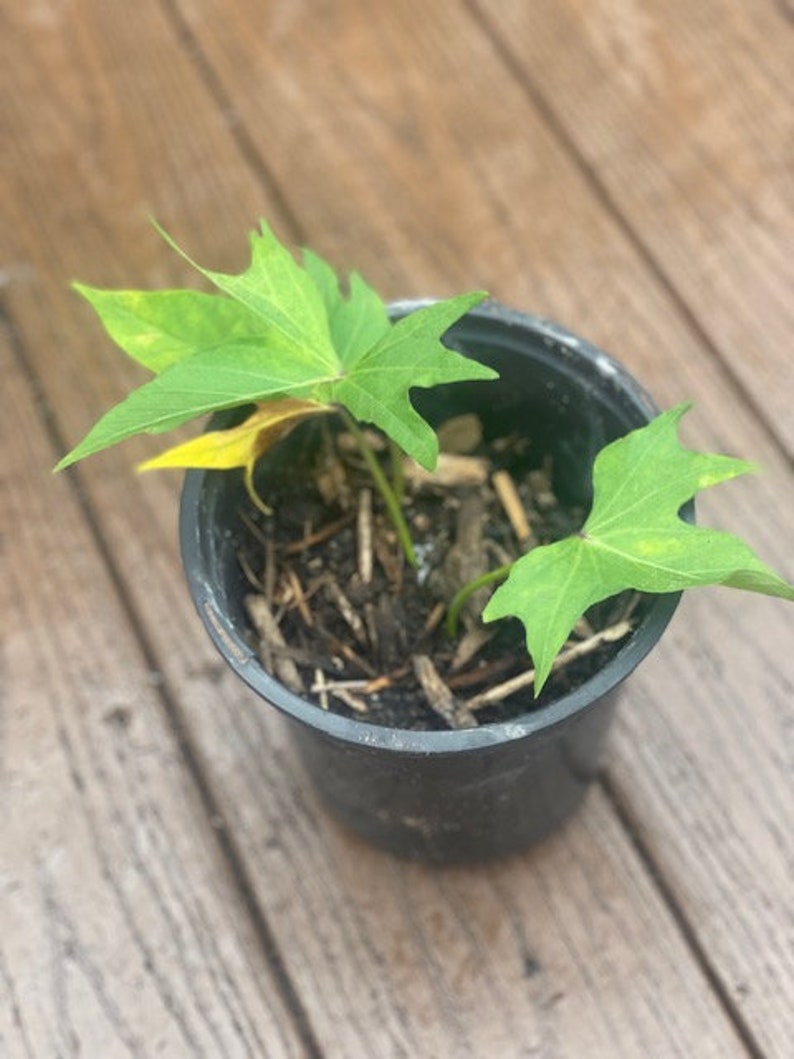 Home Grown Okinawan Sweet Potato Slips Natural 8 Etsy