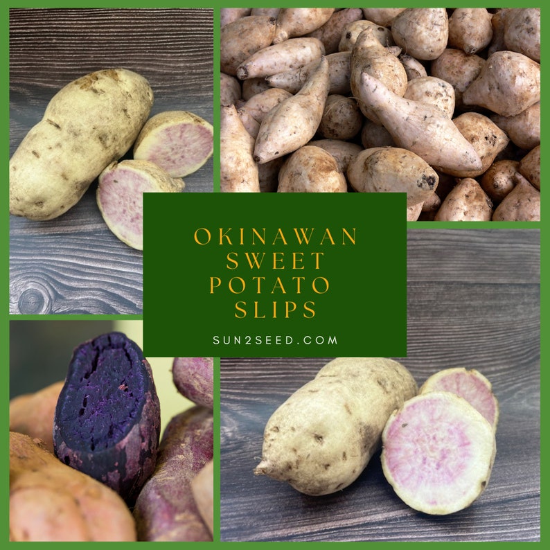 Okinawan Purple Sweet Potato Slips Naturally Grown 8 Slips Etsy