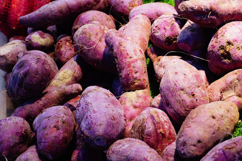 Home Grown Okinawan Sweet Potato Slips Natural 8 Etsy