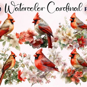 Pássaro cardeal em aquarela, 10 PNGs de alta qualidade, pacote de clipart cardeal, uso comercial, pássaro vermelho em aquarela, criação de cartões, imagens de colagem