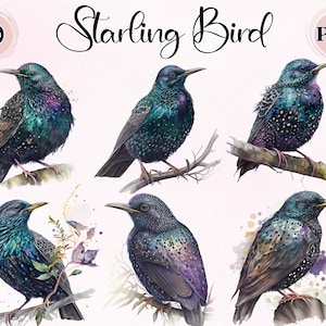 Aquarelle Starling Bird, 10 PNG de haute qualité, Clipart Starling Birds, Black bird, Commercial Use, Beautiful Sparrow, Clipart Finch, Tit