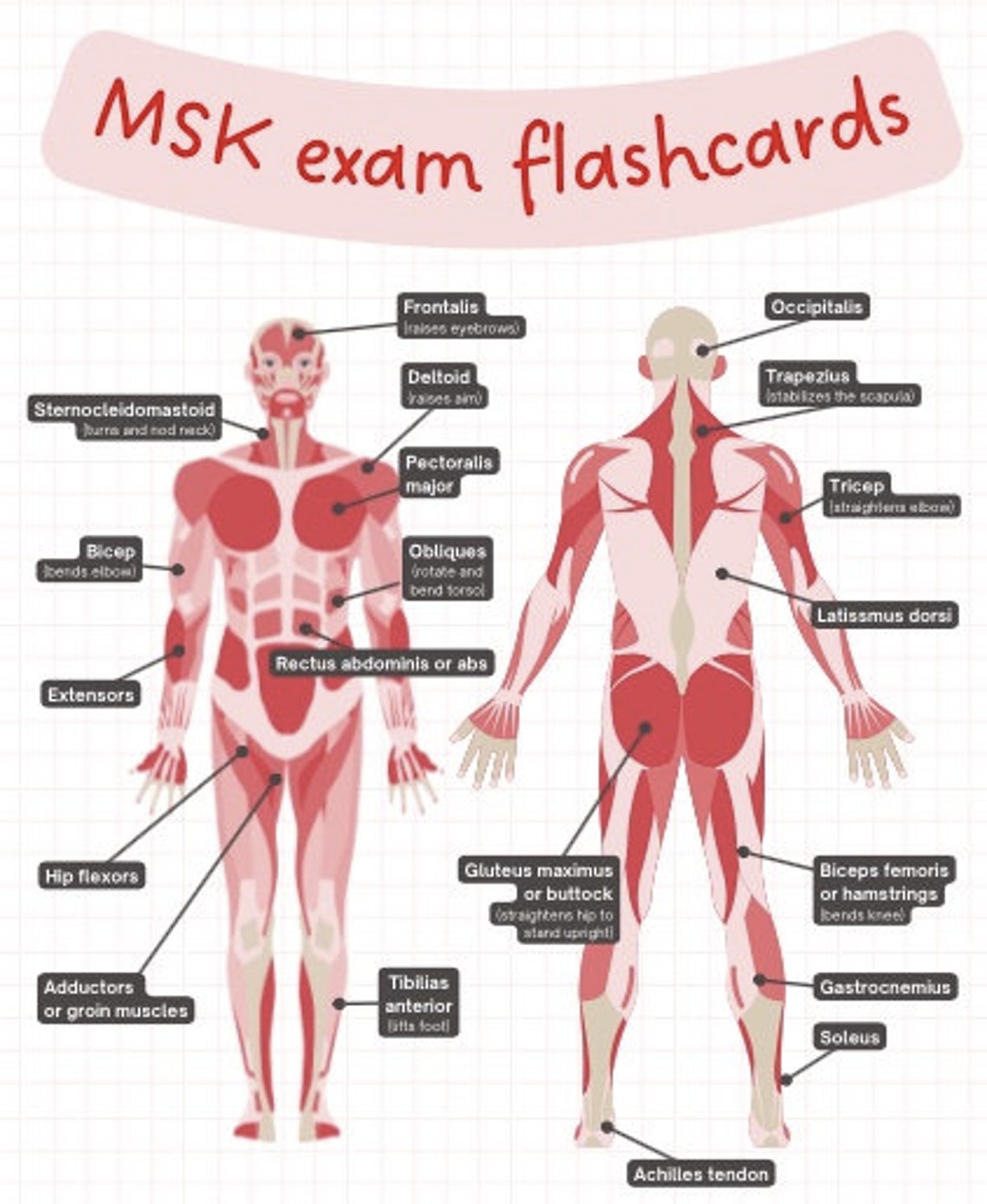 MSK Musculoskeletal Exam Flashcards (spinal, Foot, Ankle, Wrist, Hand ...
