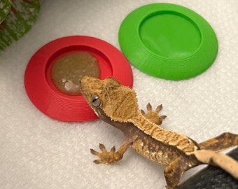 Peut inclure: Un gecko à crête brun et blanc mangeant dans un plat rouge contenant un liquide brun. Un plat vert est en arrière-plan.