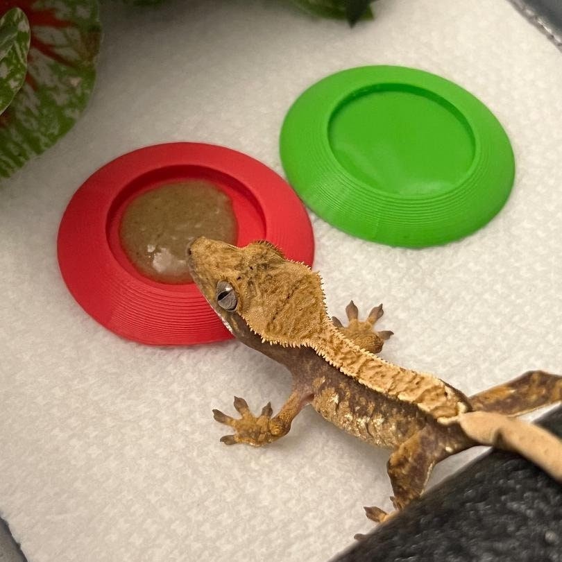 Baby crested gecko food top
