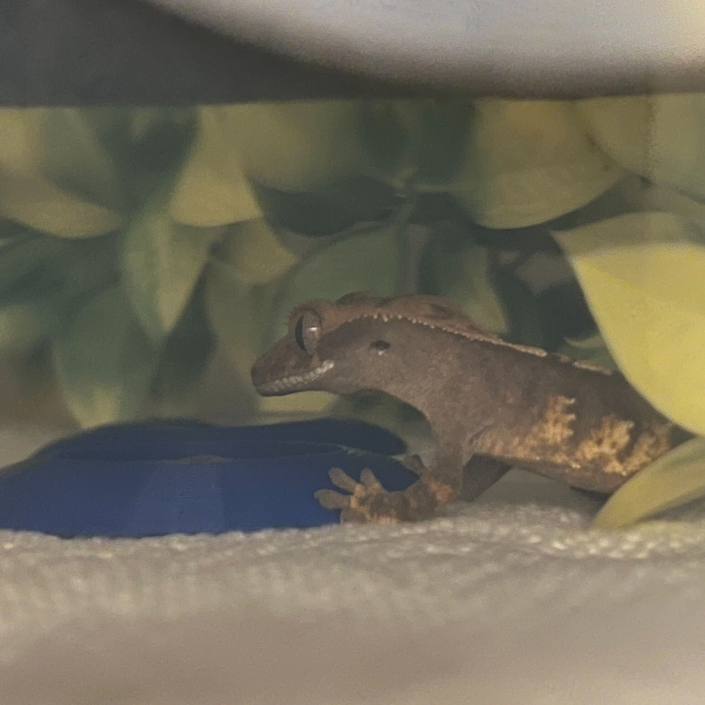 10 Count Hatchling Bowls/ Gecko Dishes/ Crested Gecko Feeding/ Etsy