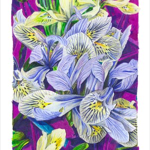 Art print irisses 40x30 part of the Flower Series 2 Iris Gicléeprint on Photo Rag paper image 2