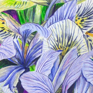 Art print irisses 40x30 part of the Flower Series 2 Iris Gicléeprint on Photo Rag paper image 5