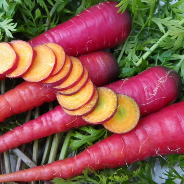 Carrot, purple skin, organic, heirloom, spring, fall, winter, vegetable seed, garden, Southern Exposure Seed Exchange, Cosmic Purple Carrot