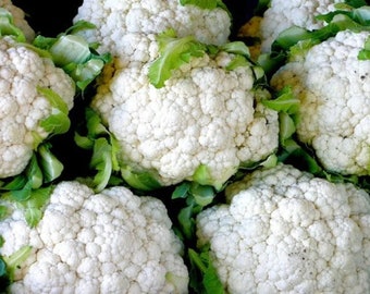 Cauliflower, organic, heirloom, spring, fall, vegetable seeds, garden, large white heads, Southern Exposure Seed Exchange, Cauliflower Y