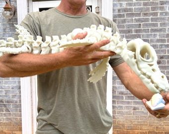 50 INCH 3D Skeleton Mosasaurus – Over 4 Feet Long! + Squid Snack | Prehistoric Animals