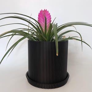 May include: A pink bromeliad plant in a black planter with a ribbed design. The planter has a matching black saucer.