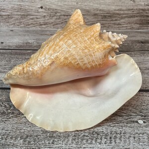 Vintage Large Conch Shell - Etsy