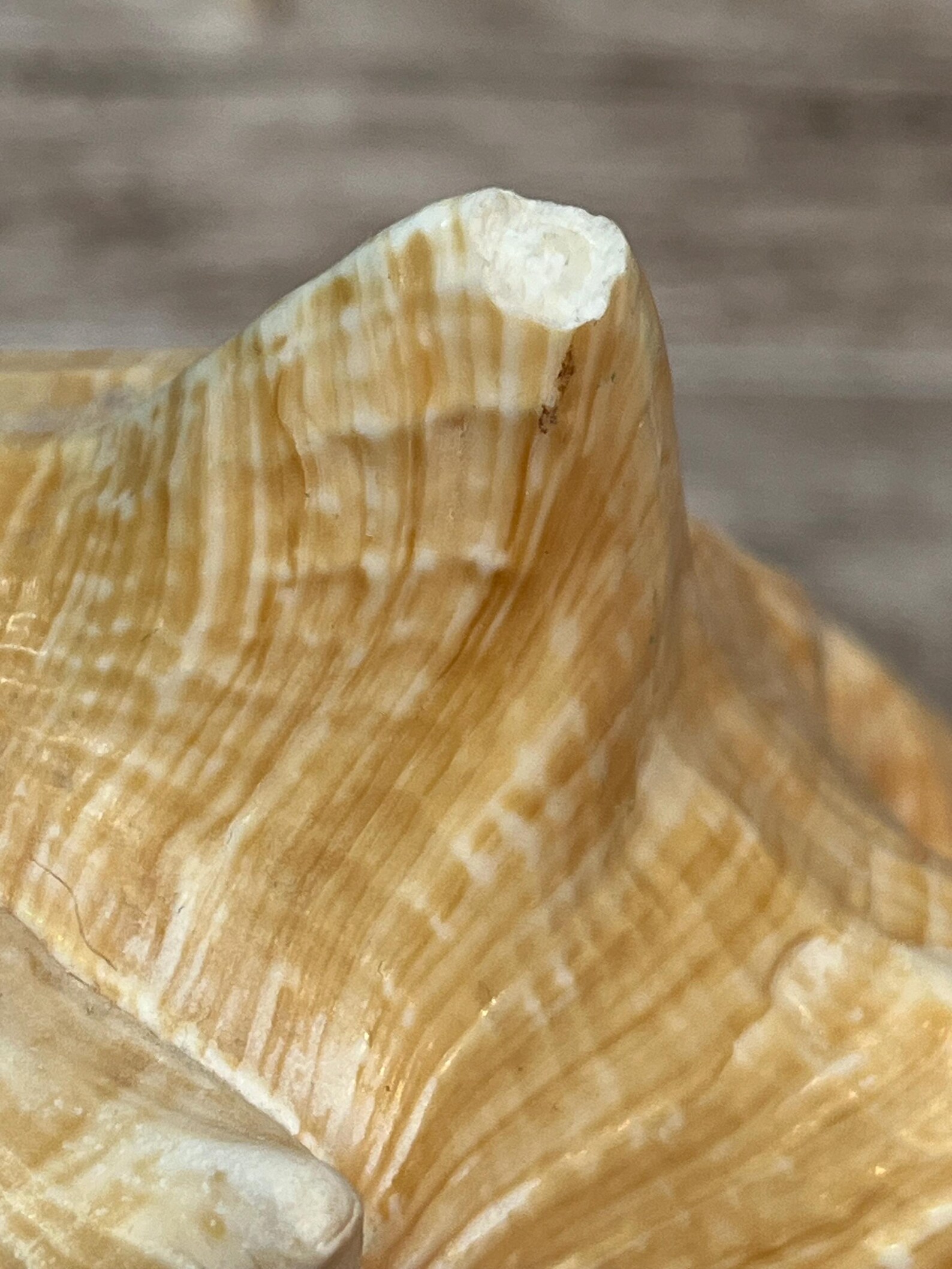 Vintage Large Conch Shell - Etsy